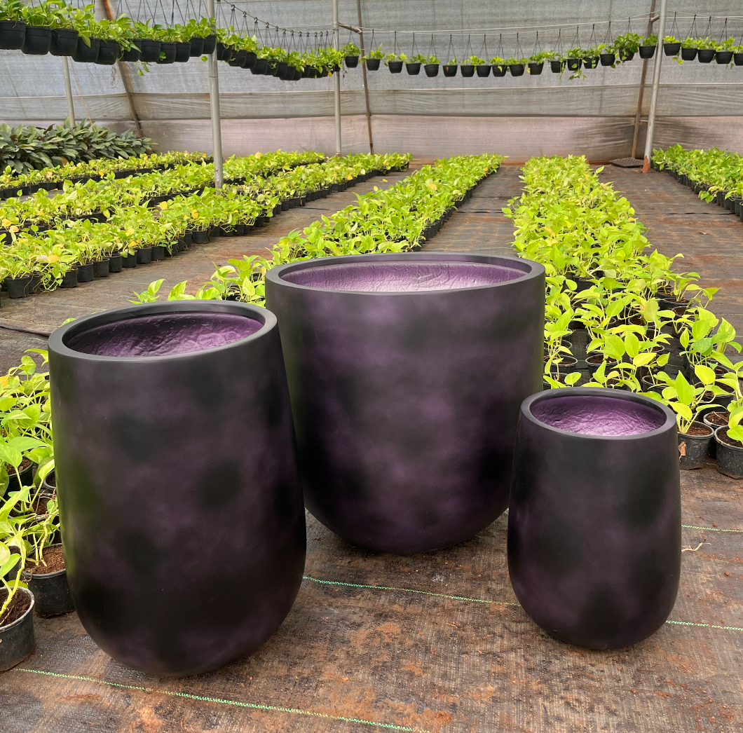 Altair Planter - Java Plum